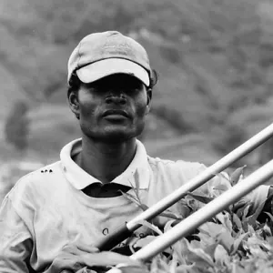 Laborer working in tea plantation