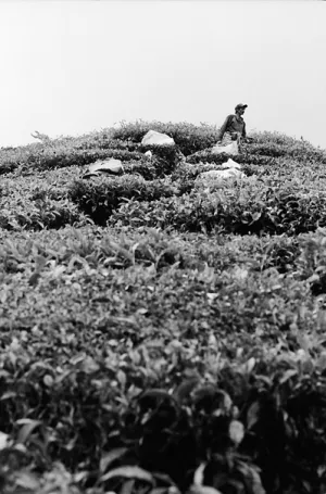 Laborer working in tea plantation