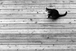 Cat on wooden floor