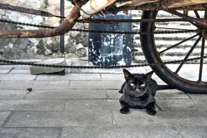 Black cat under wheels