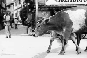 Big cow strolling street