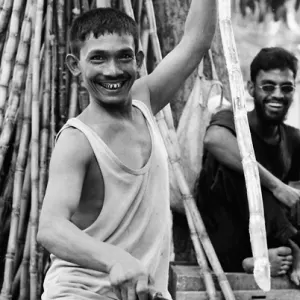 Man cutting bamboos happily