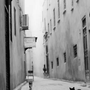 人気のない路地を歩く猫