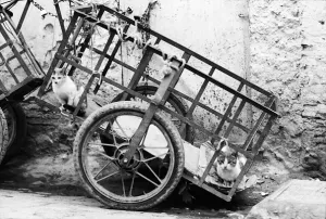 Cat on cart