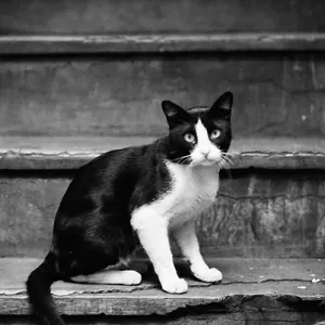 Cat sitting on stairway