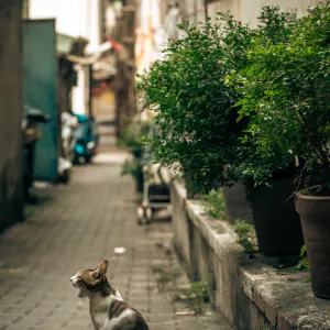 あくびをする猫