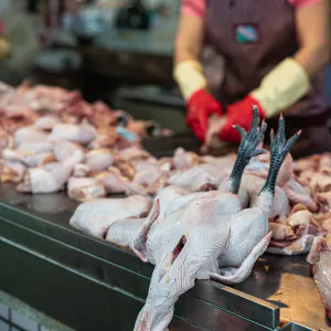 Chickens in butcher was abouto fall