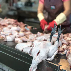 Chickens in butcher was abouto fall