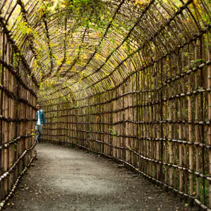 Tunnel of Lespedeza