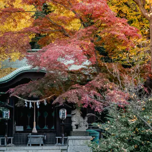 Shohachiman Jinja Shrine