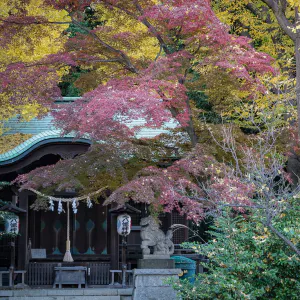 文京区関口の正八幡神社