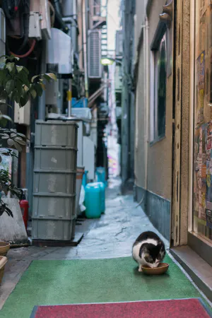 食事中の猫