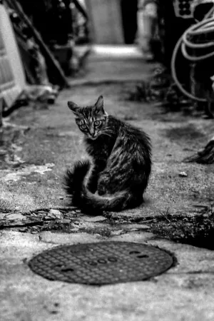 Cat and manhole