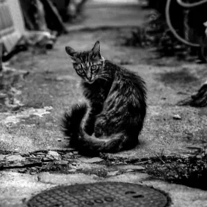 Cat and manhole