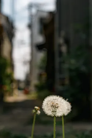 Dandelion clock