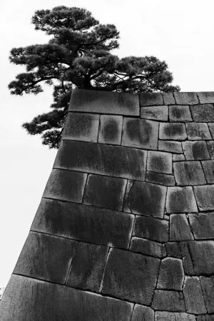 Pine tree on stone wall