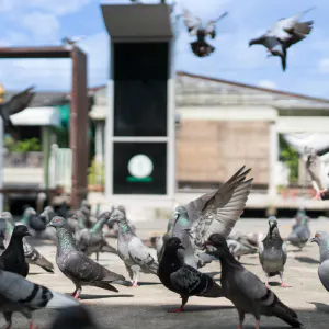 Pigeons crowding together