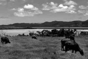 小浜島の牧草地にいた牛