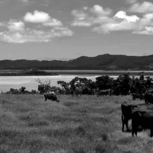 小浜島の牧草地にいた牛