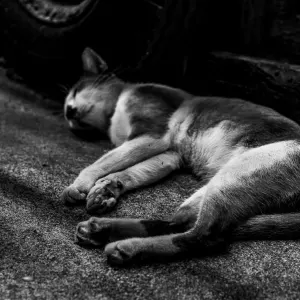 通路の隅で熟睡する猫
