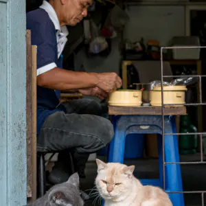 昼食中の男を見る二匹の猫