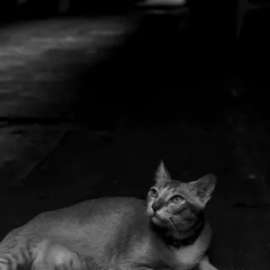 見上げる猫