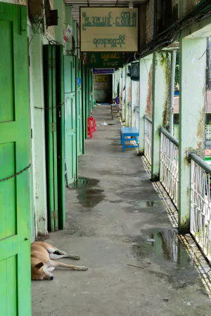 閑散とした廊下の端で昼寝する犬