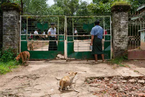 Two men and some dogs at the school gate