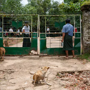 Two men and some dogs at the school gate