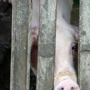 Pig peeking through a gap in the fence