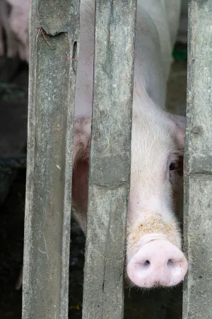 柵の隙間から覗き見る豚