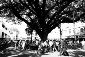 People under big tree