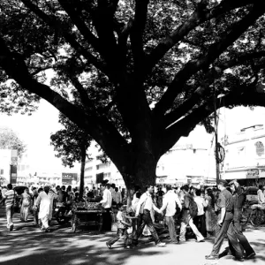 People under big tree 