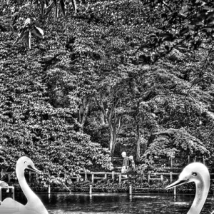 Two swan in pond