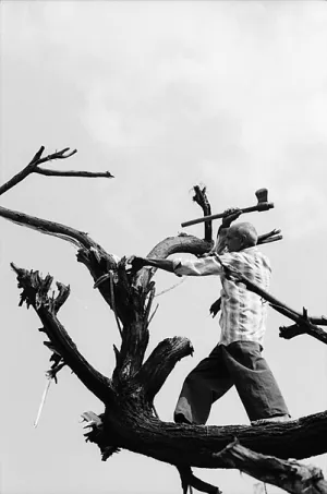 Man standing on tree