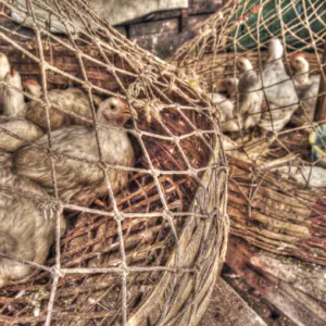 Chickens in net