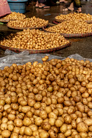 Potatoes being dried in sun