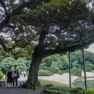 六義園の木の間の歩くカップル