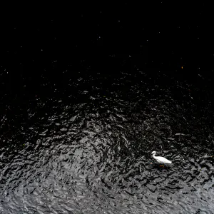 目黒川の白鷺