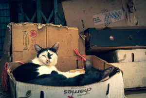 Two cats relaxing in cardboard box