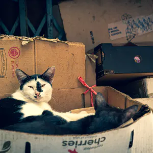 Two cats relaxing in cardboard box