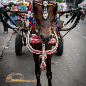 Horse waiting for customers near Fatahillah Square in Jakarta