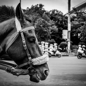 Side face of a horse waiting for customers near Fatahillah Square