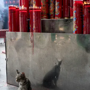 Cat in Jin De Yuan