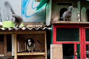ジャカルタで見かけた鳩小屋