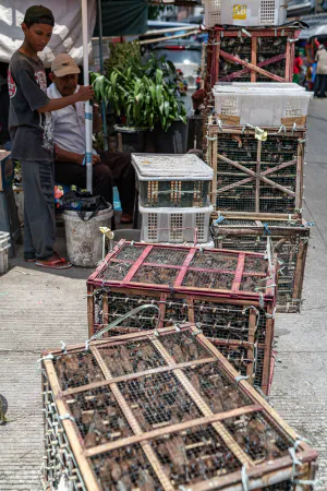 Birdcages for bird releasing in front of Jin De Yuan