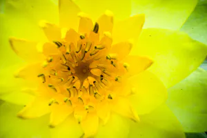 黄色い花のクローズアップ
