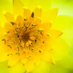 黄色い花のクローズアップ