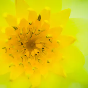 Closeup of yellow flower