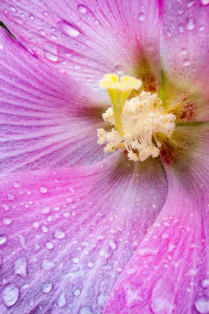 ピンクの花弁に水滴